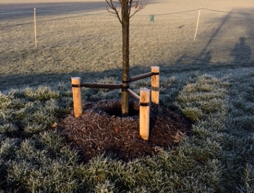 Planted Tree - Securing